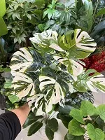 برگ انجیری ابلق