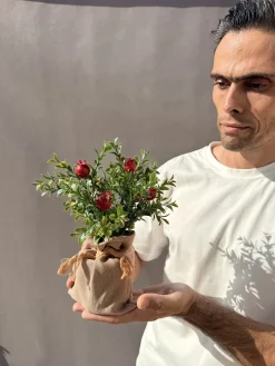 فروش گلدان انار مینیاتوری
