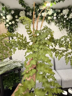 بوته سرخس مصنوعی لمسی ژله‌ای